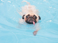 Un chien ? 3 bonnes raisons de faire tout de même construire une piscine !