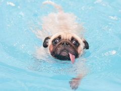 Een hond? 3 redenen waarom een zwembad wél een goed idee is!