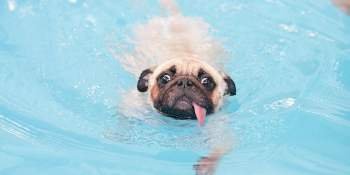 Een hond? 3 redenen waarom een zwembad wél een goed idee is!